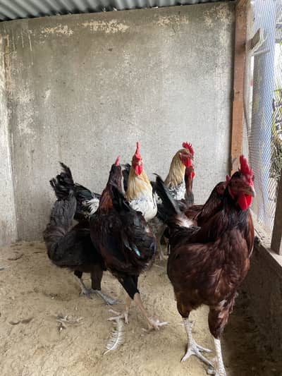 Golden Misri Roosters For Sale Urgent