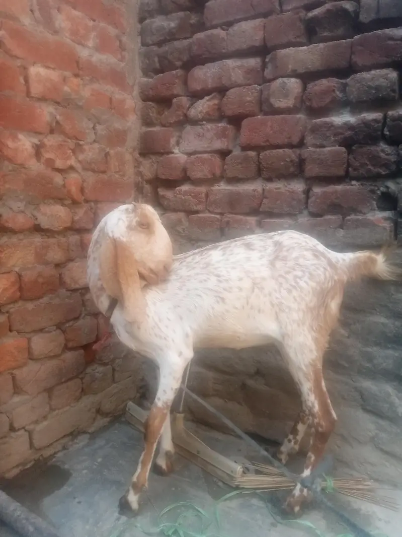مکھی چینی بکری — photo 2