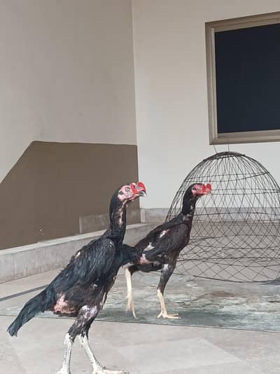 Shamo ready to breed