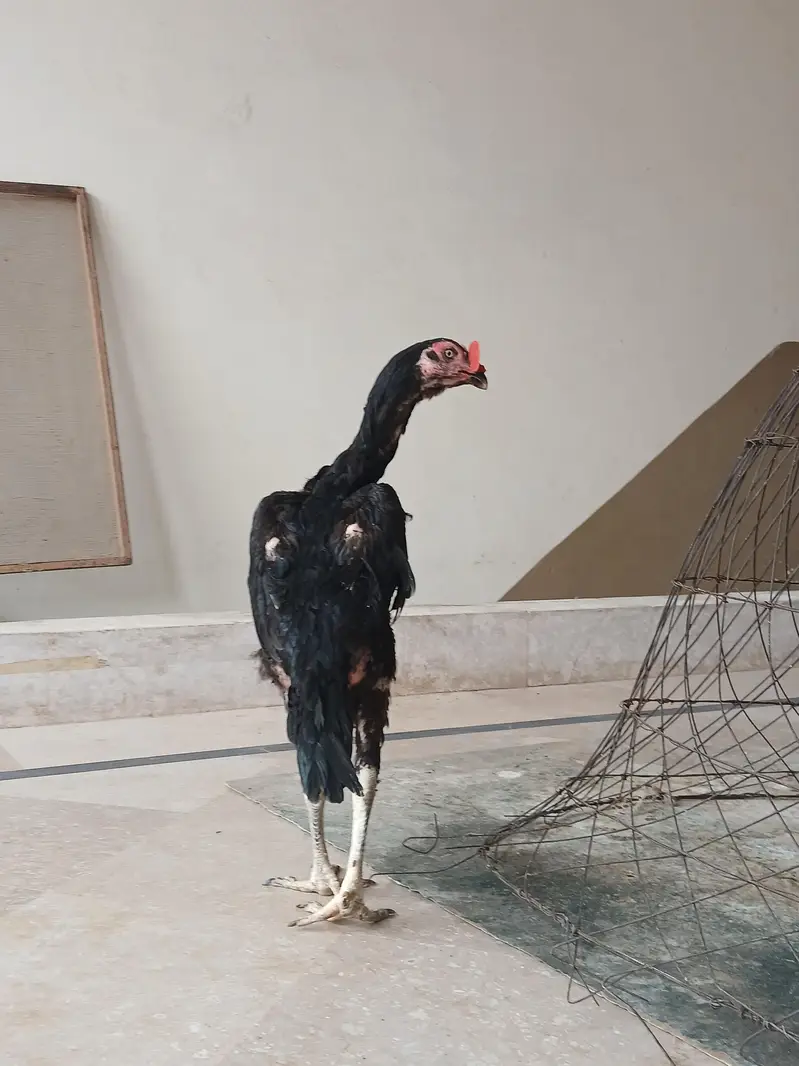 Shamo ready to breed — photo 2