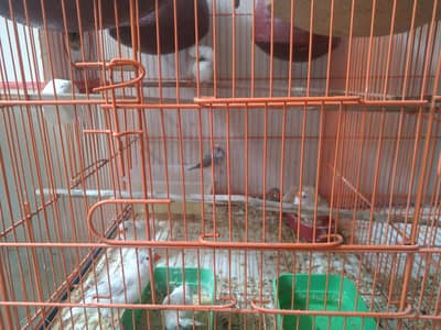 Breeding Ready Finch – Only 2 Pairs Available