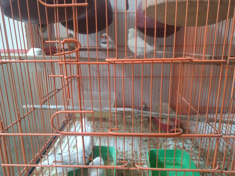 Breeding Ready Finch – Only 2 Pairs Available — photo 2