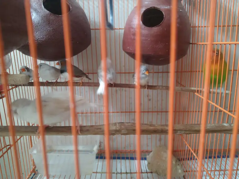Breeding Ready Finch – Only 2 Pairs Available — photo 3
