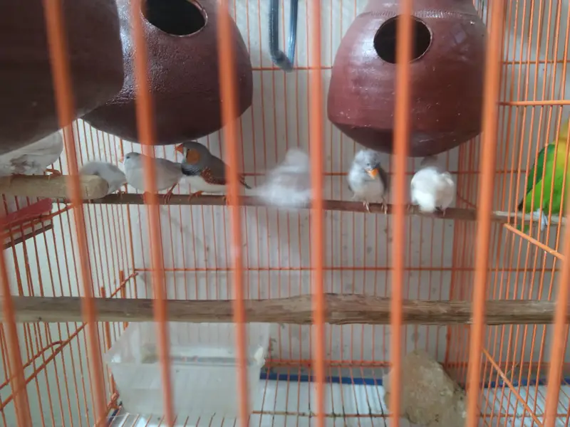 Breeding Ready Finch – Only 2 Pairs Available — photo 4