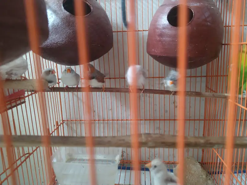 Breeding Ready Finch – Only 2 Pairs Available — photo 5