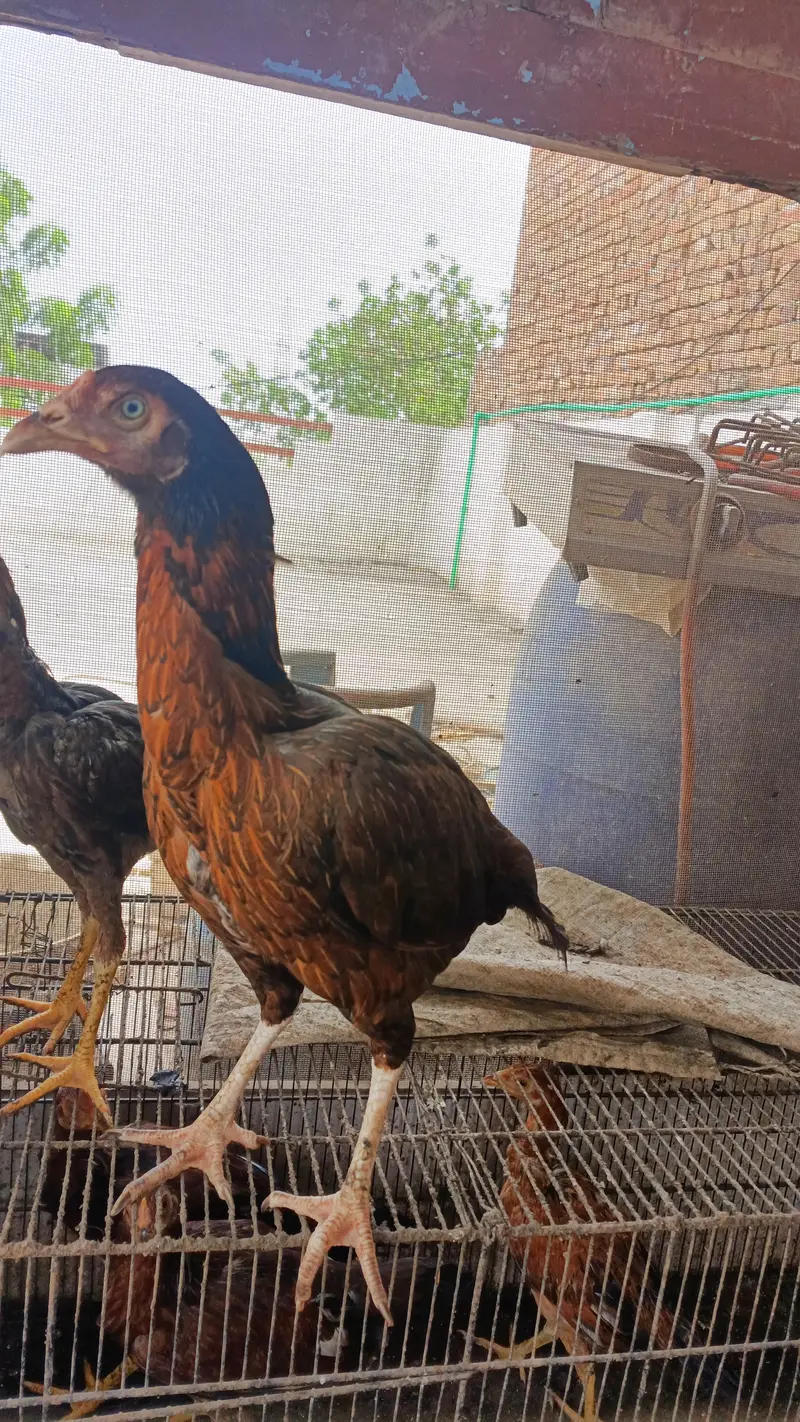 PURE ASEEL HEN FOR URGENT SALE — photo 3