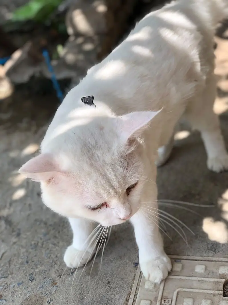 persian — photo 3