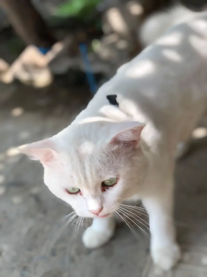 persian — photo 4