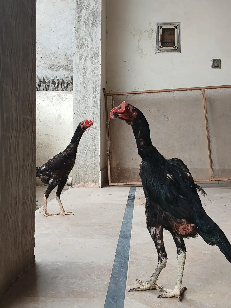 Shamo ready to breed — photo 3