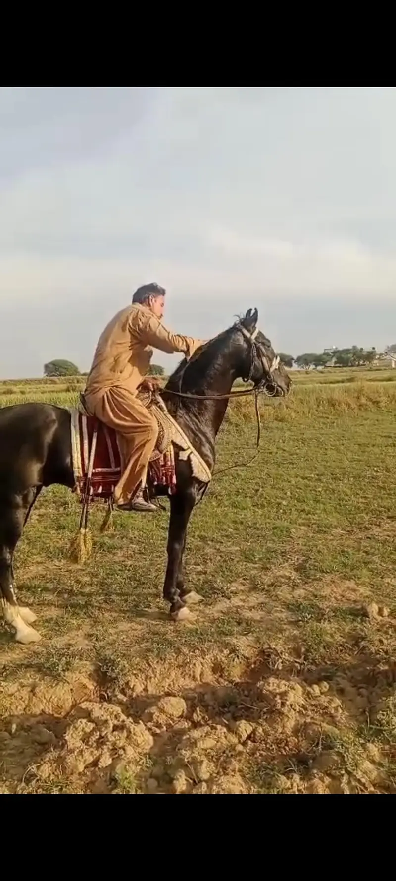 horse for sale