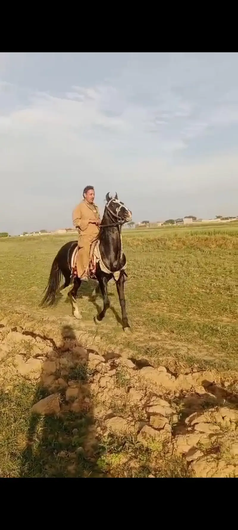 horse for sale — photo 2