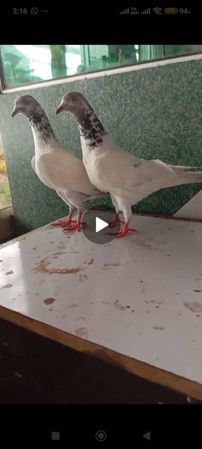 breeder pair