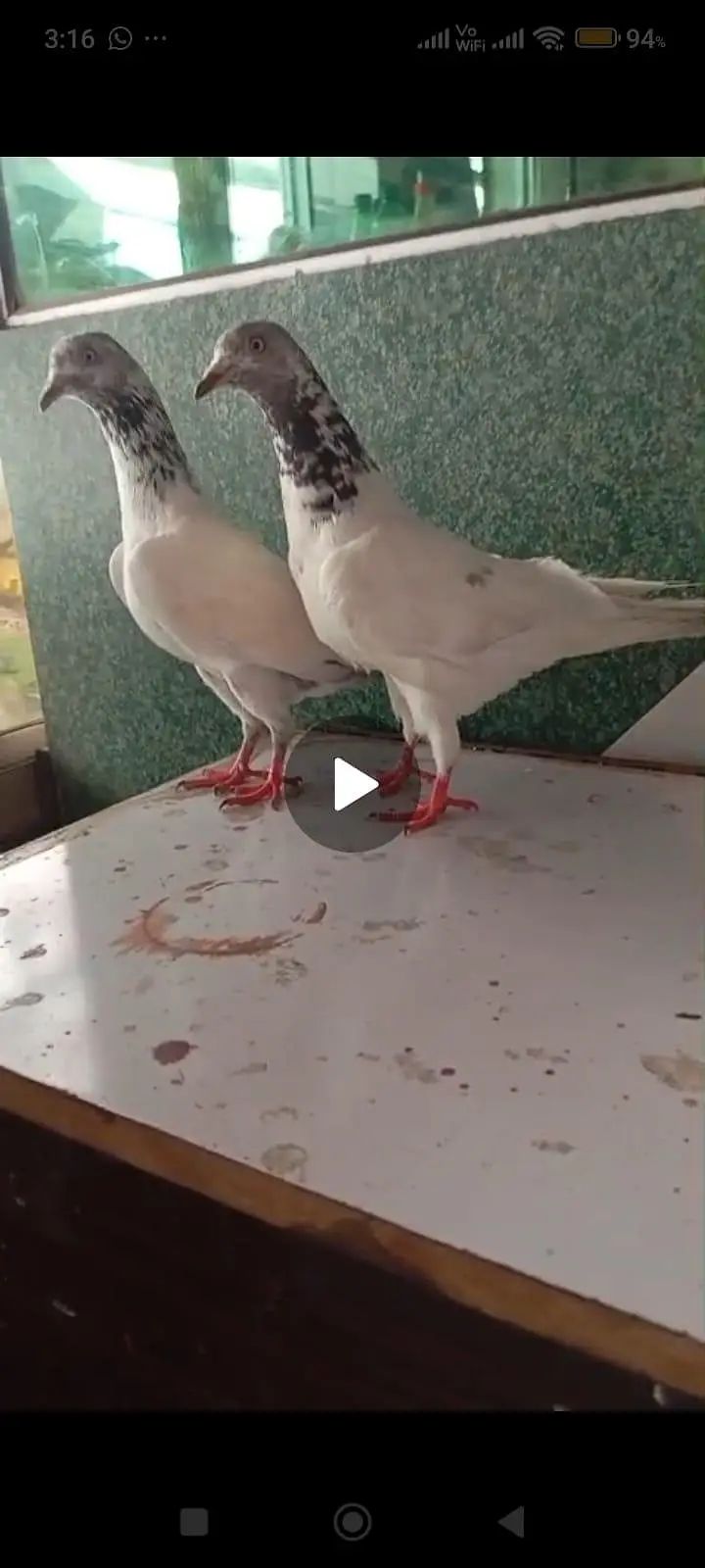 breeder pair