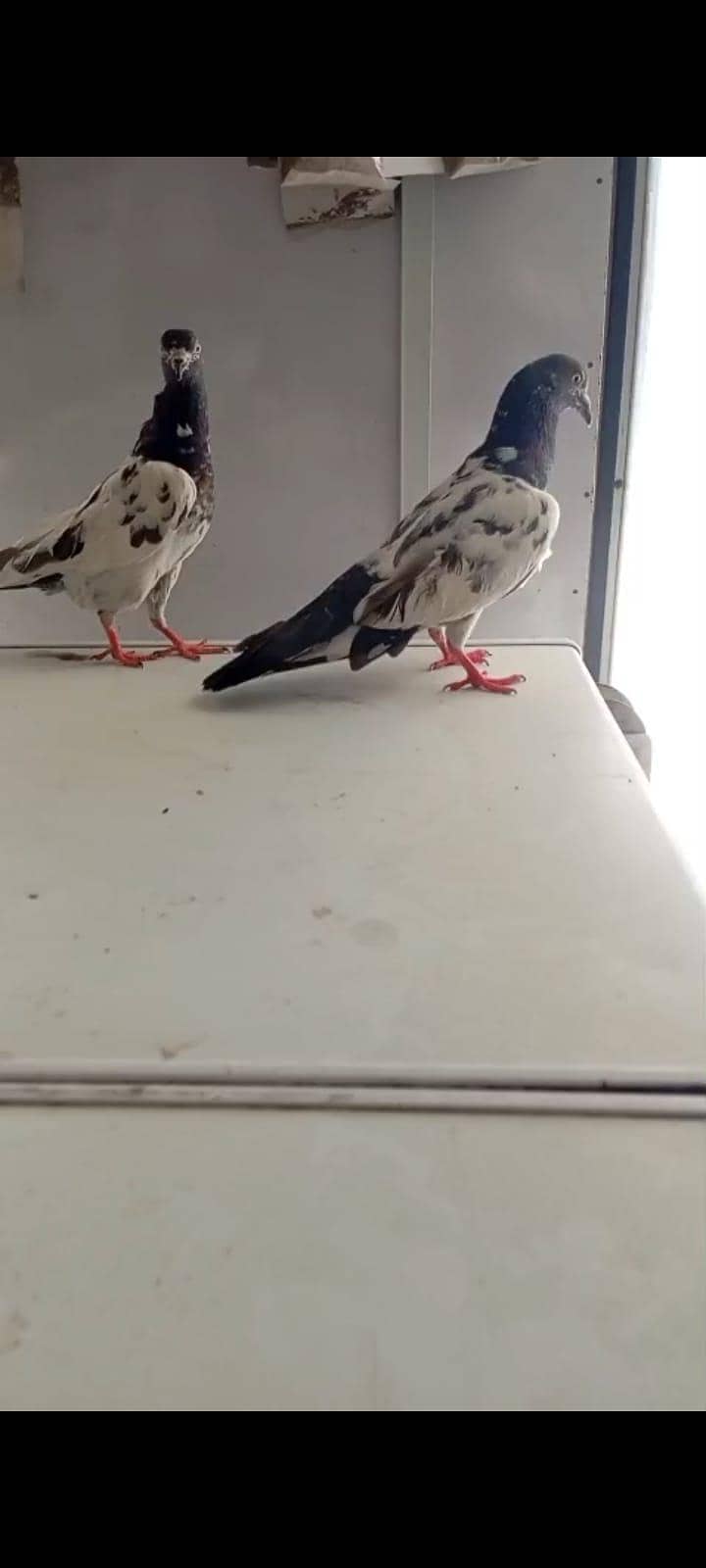 breeder pair 1