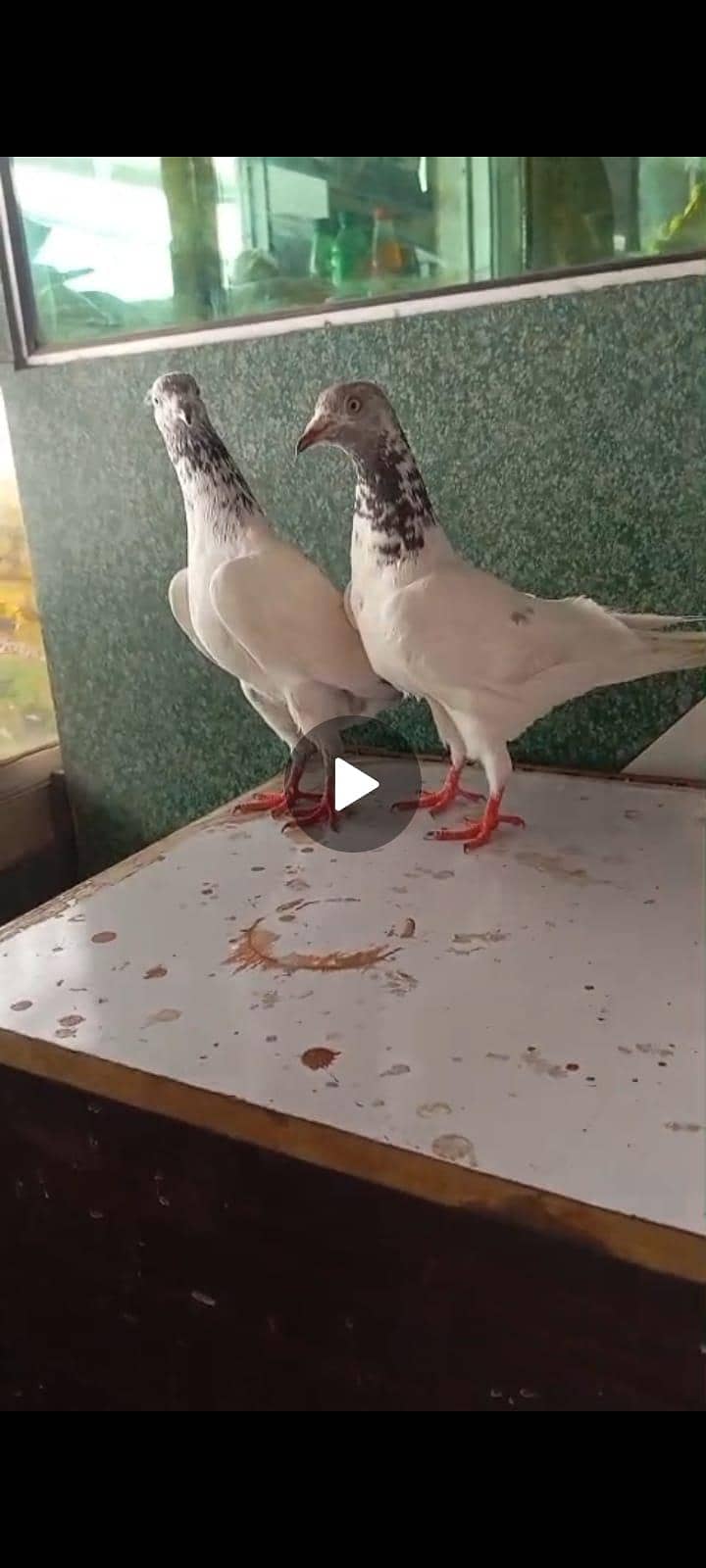 breeder pair 2