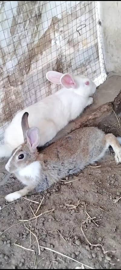 Rabbits available