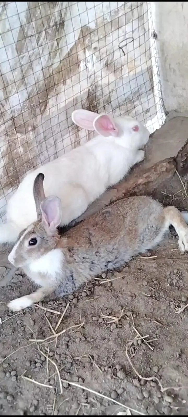Rabbits available