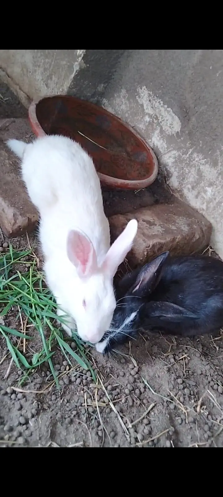 Rabbits available — photo 2