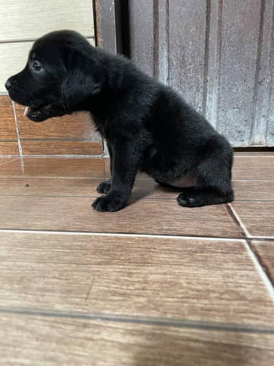 Labra British Labra American Labra Labra Male For Sale