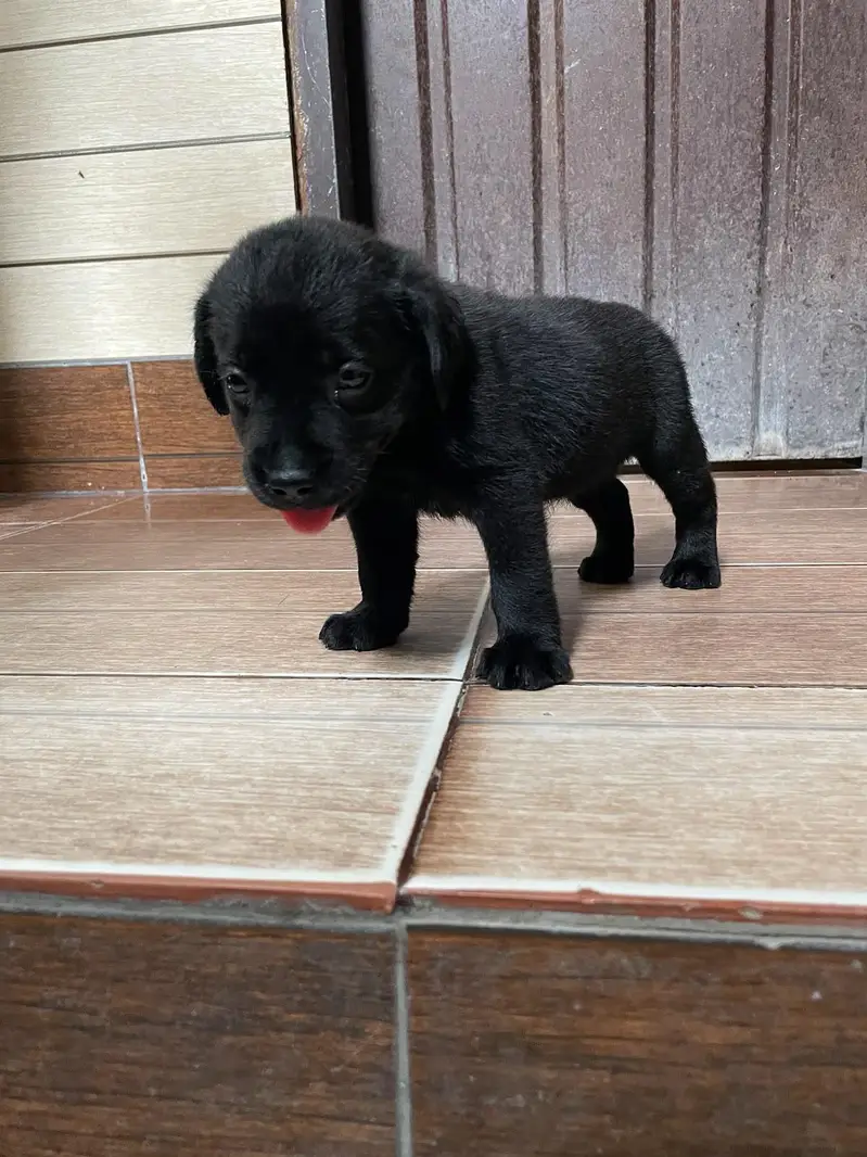 Labra British Labra American Labra Labra Male For Sale — photo 2