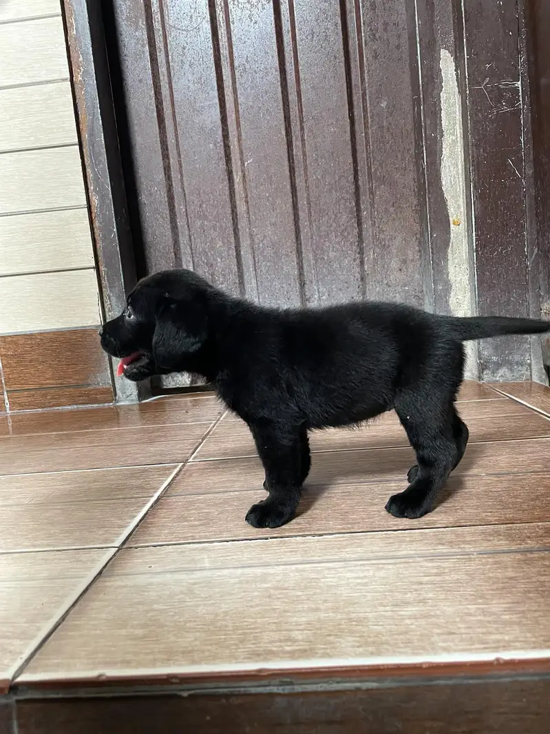 Labra British Labra American Labra Labra Male For Sale — photo 3