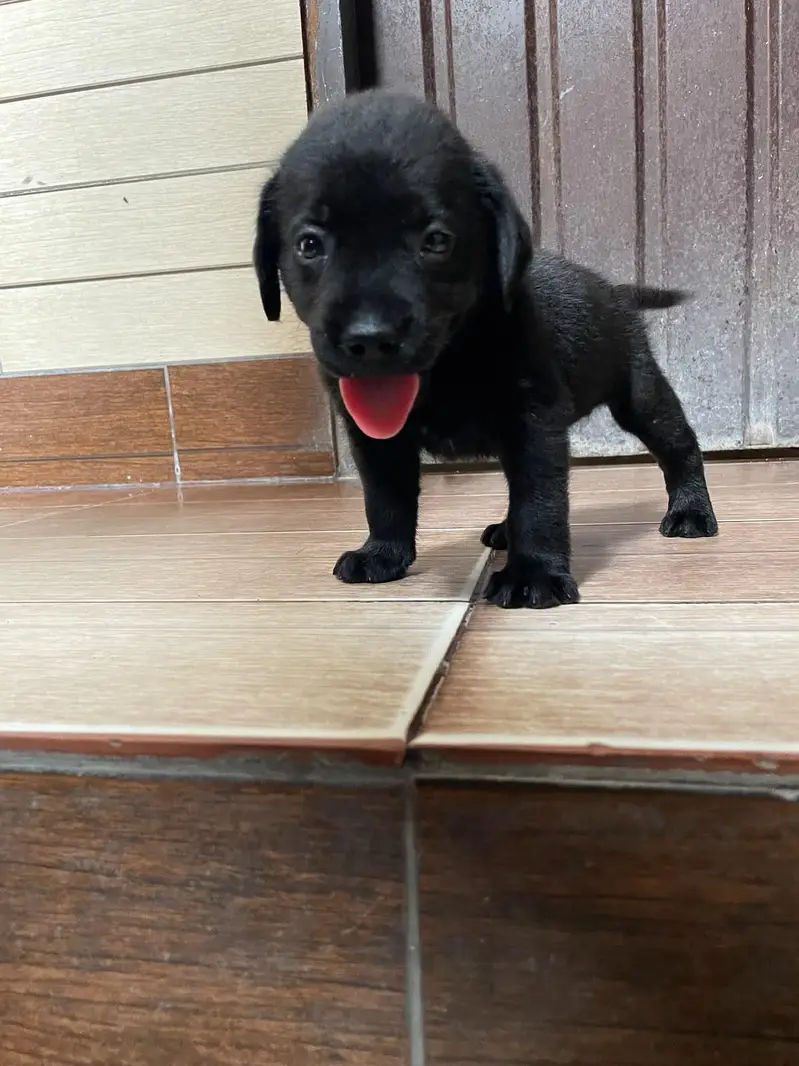 Labra British Labra American Labra Labra Male For Sale — photo 4