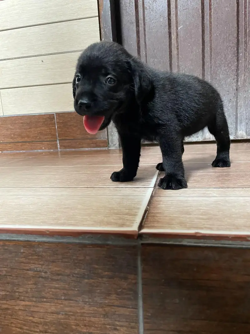 Labra British Labra American Labra Labra Male For Sale — photo 5