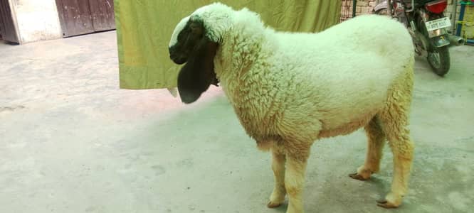 Sheep active and healthy available