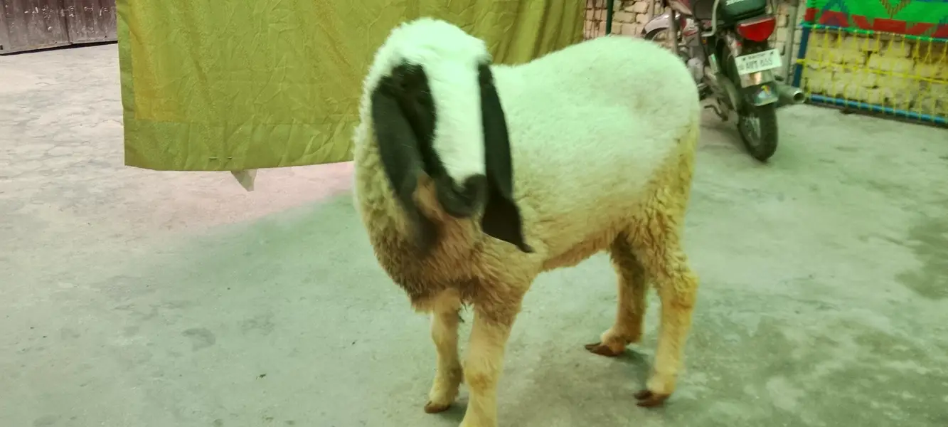 Sheep active and healthy available — photo 2