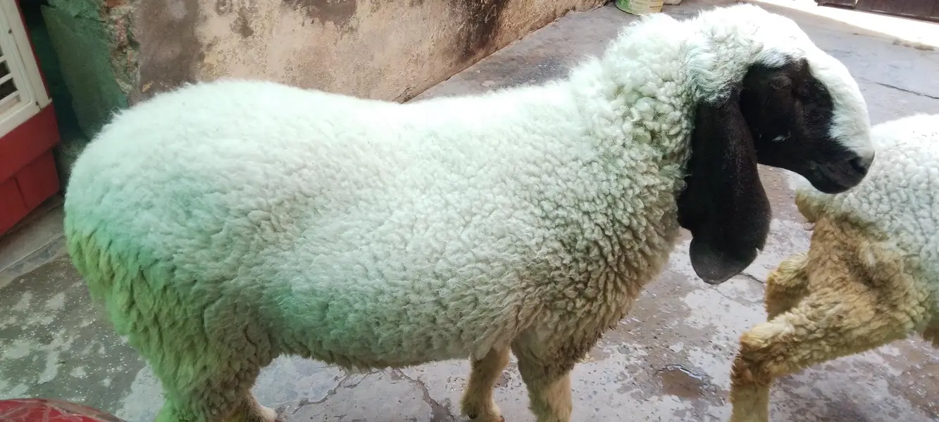 Sheep active and healthy available — photo 3
