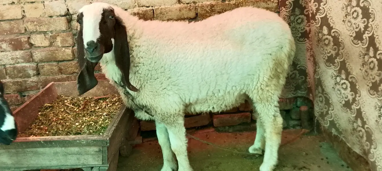 Sheep active and healthy available — photo 4