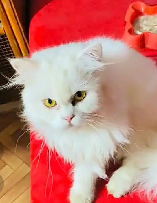 Prashan cat panch face litter train male and female — photo 8