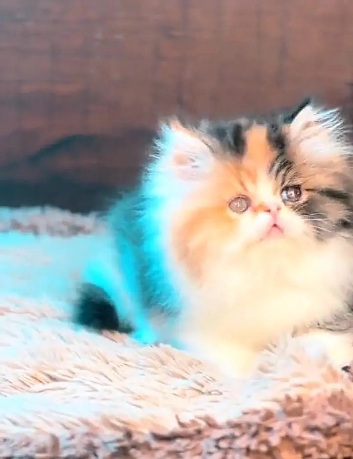 Prashan cat panch face litter train male and female — photo 11