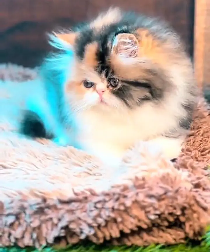 Prashan cat panch face litter train male and female — photo 12