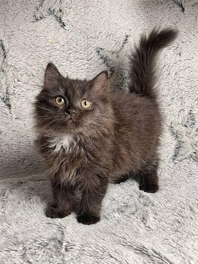 Cute & Healthy Persian Kittens Triple Coated Available