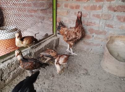 Aseel murgi and with 1 chick for sale