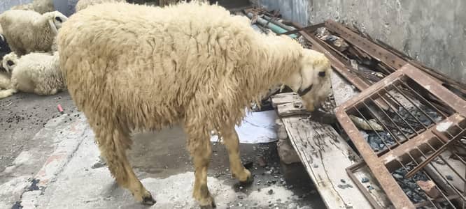 kajla chatra |sheep _mundra chatry | Goat_چھترے | chatry setup