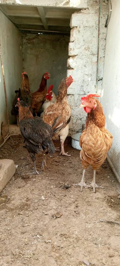 hens for sale