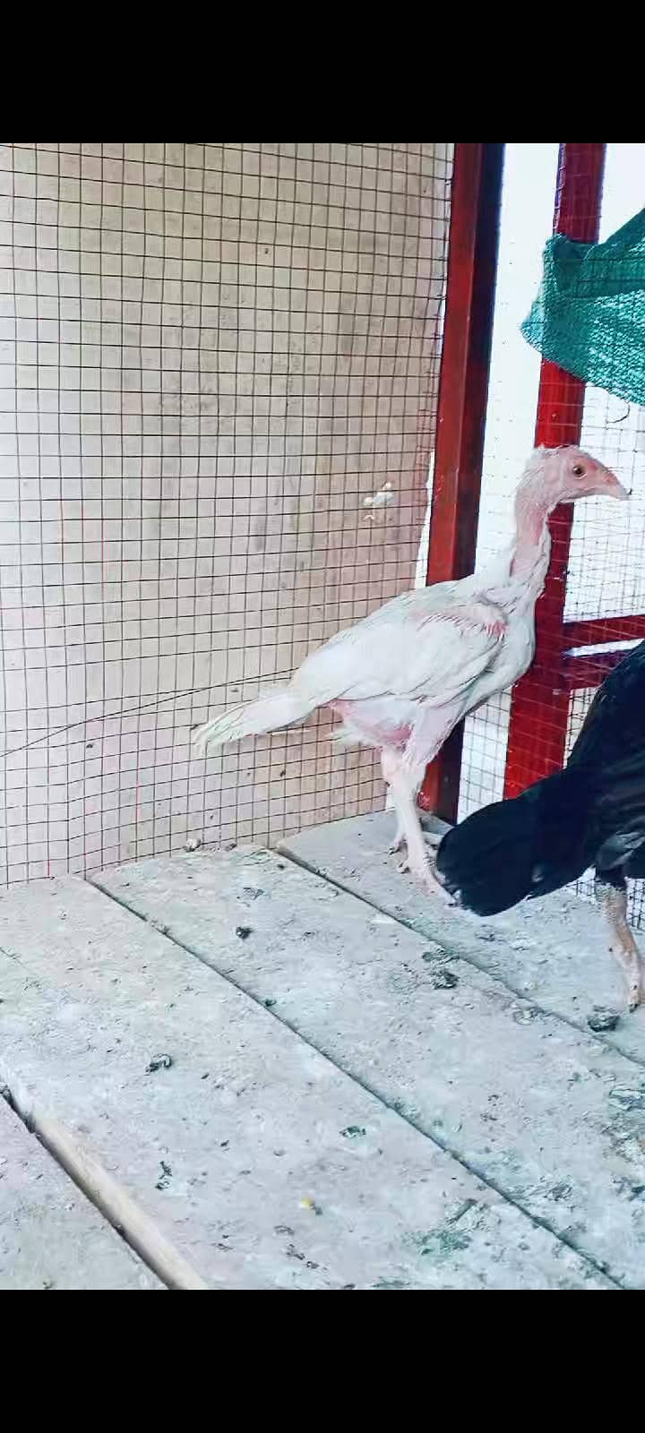 aseel pair 0