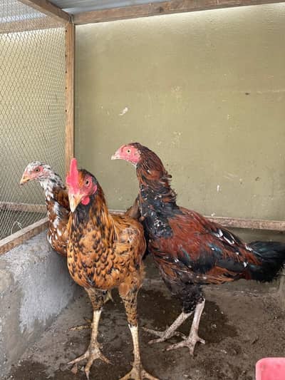 Aseel Trio Pathe For Sale