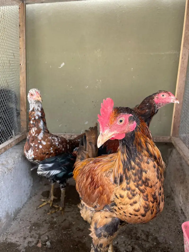 Aseel Trio Pathe For Sale — photo 2