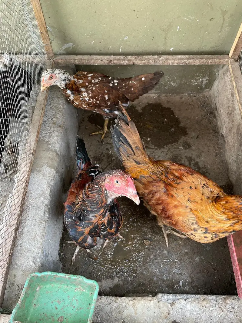 Aseel Trio Pathe For Sale — photo 3