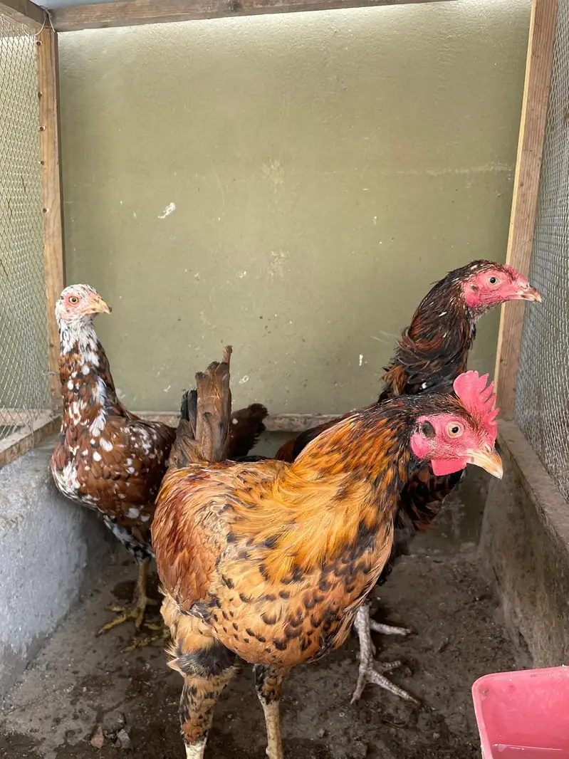 Aseel Trio Pathe For Sale — photo 4