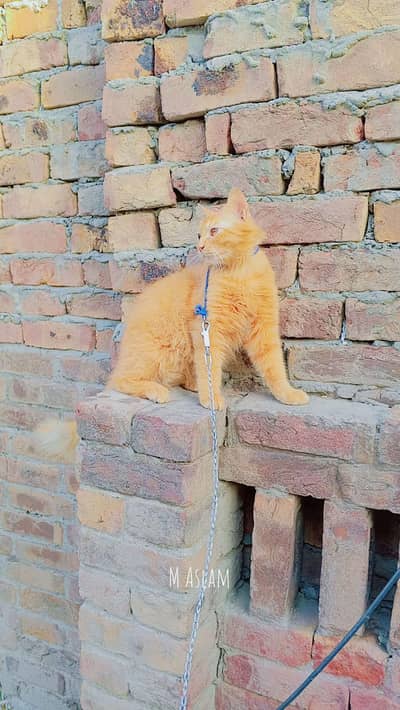 orange Persian cat