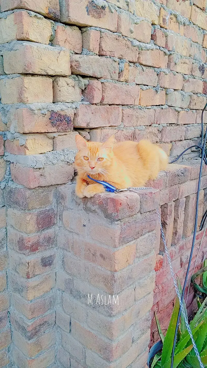 orange Persian cat — photo 2