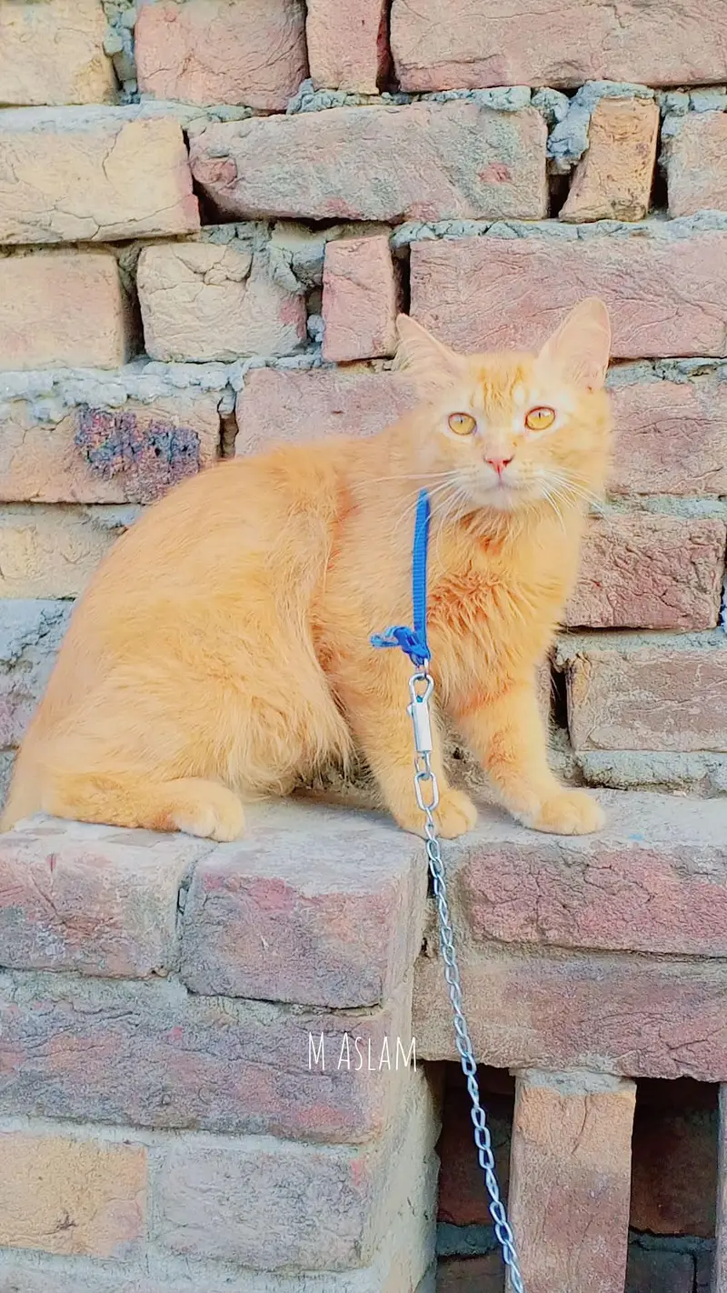 orange Persian cat — photo 3