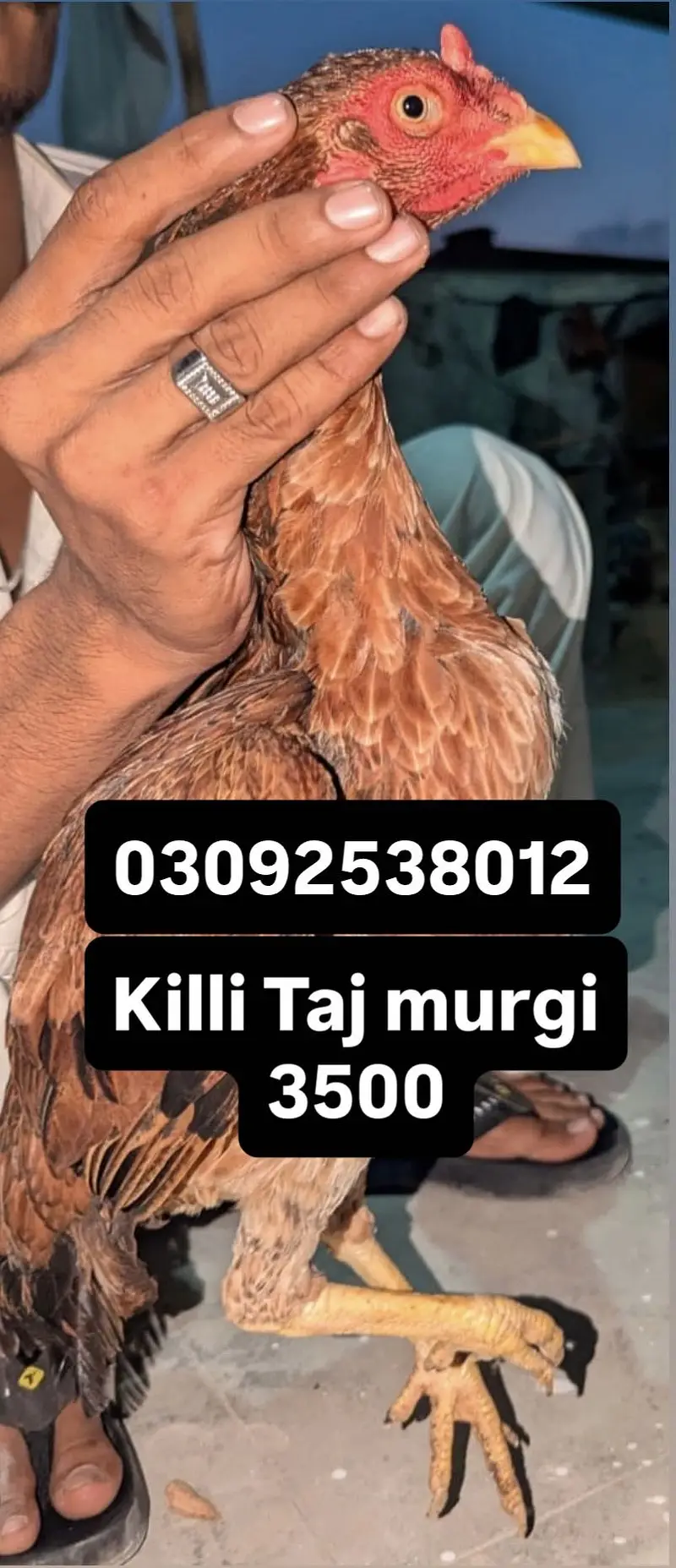 High quality Aseel — photo 5