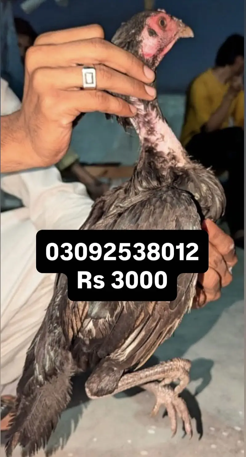 High quality Aseel — photo 6