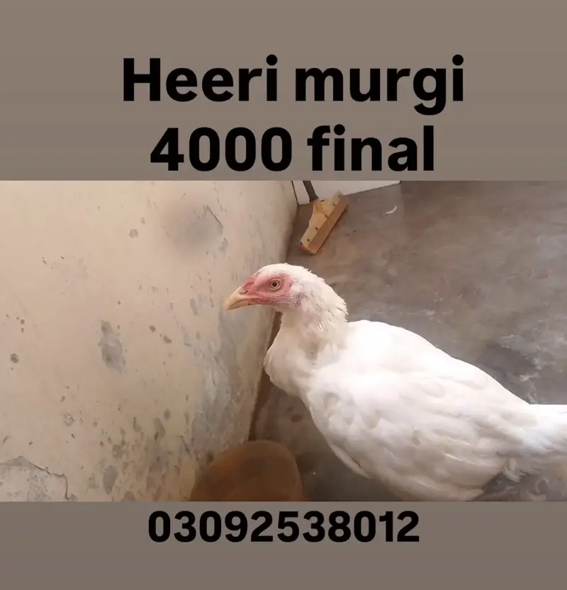 High quality Aseel — photo 8