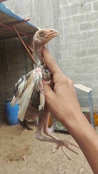 mianwali vip home breed